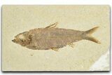 Detailed Fossil Fish (Knightia) - Wyoming #348046-1